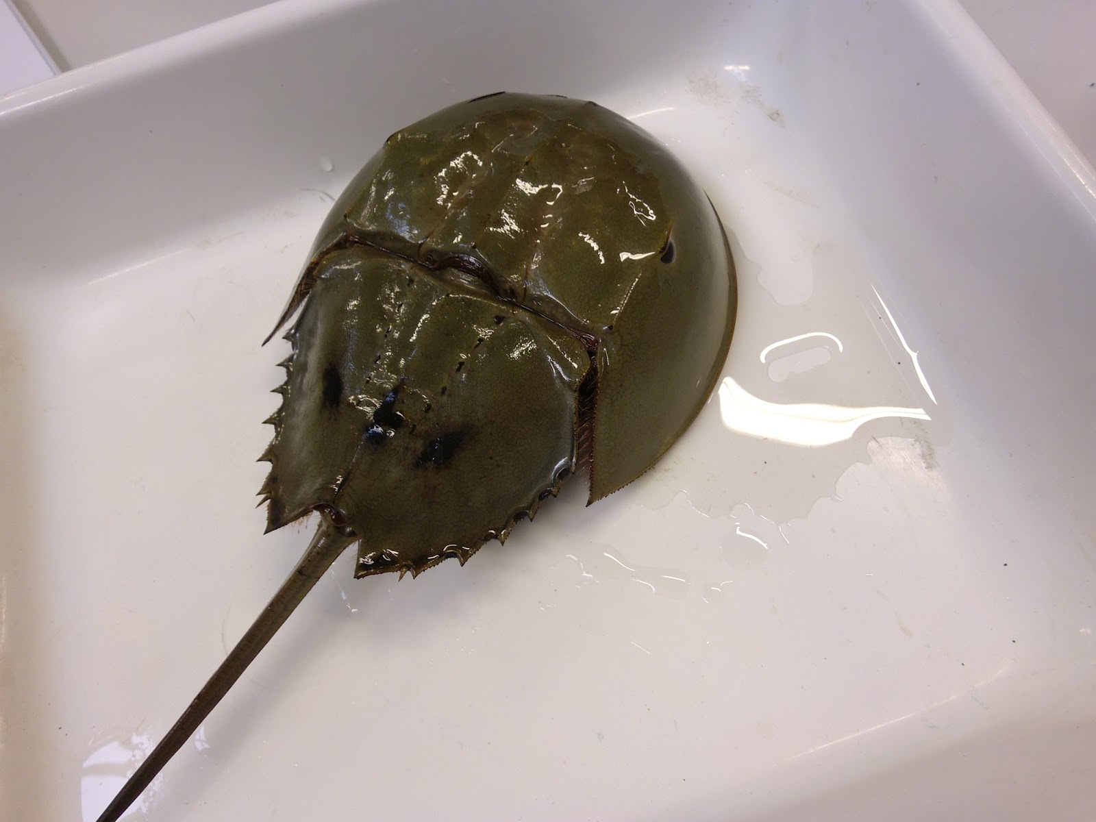 thinking-about-science-unusual-sea-creatures
