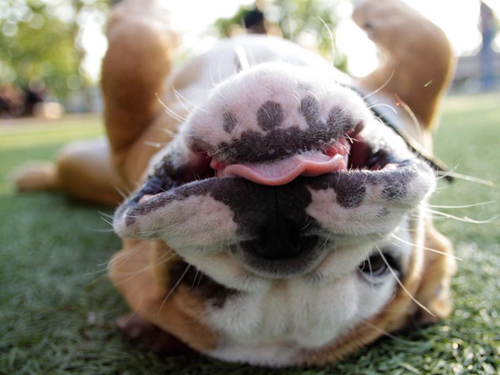 Funny Bulldogs New Nice Photos 2012 Pets Cute and Docile