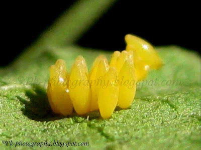 Ladybug Eggs