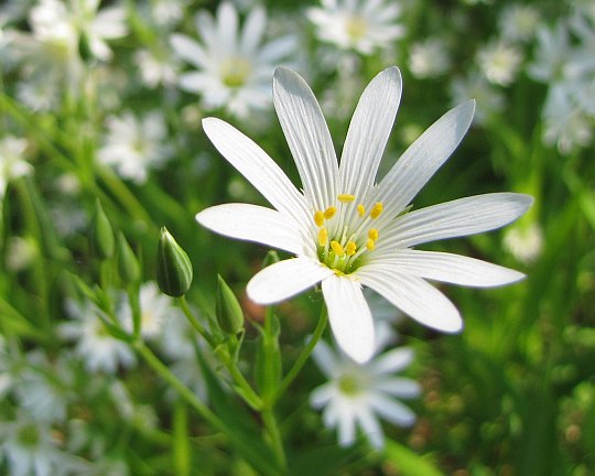Rogownica polna (Cerastium arvense). Rogownica polna (Cerastium arvense).