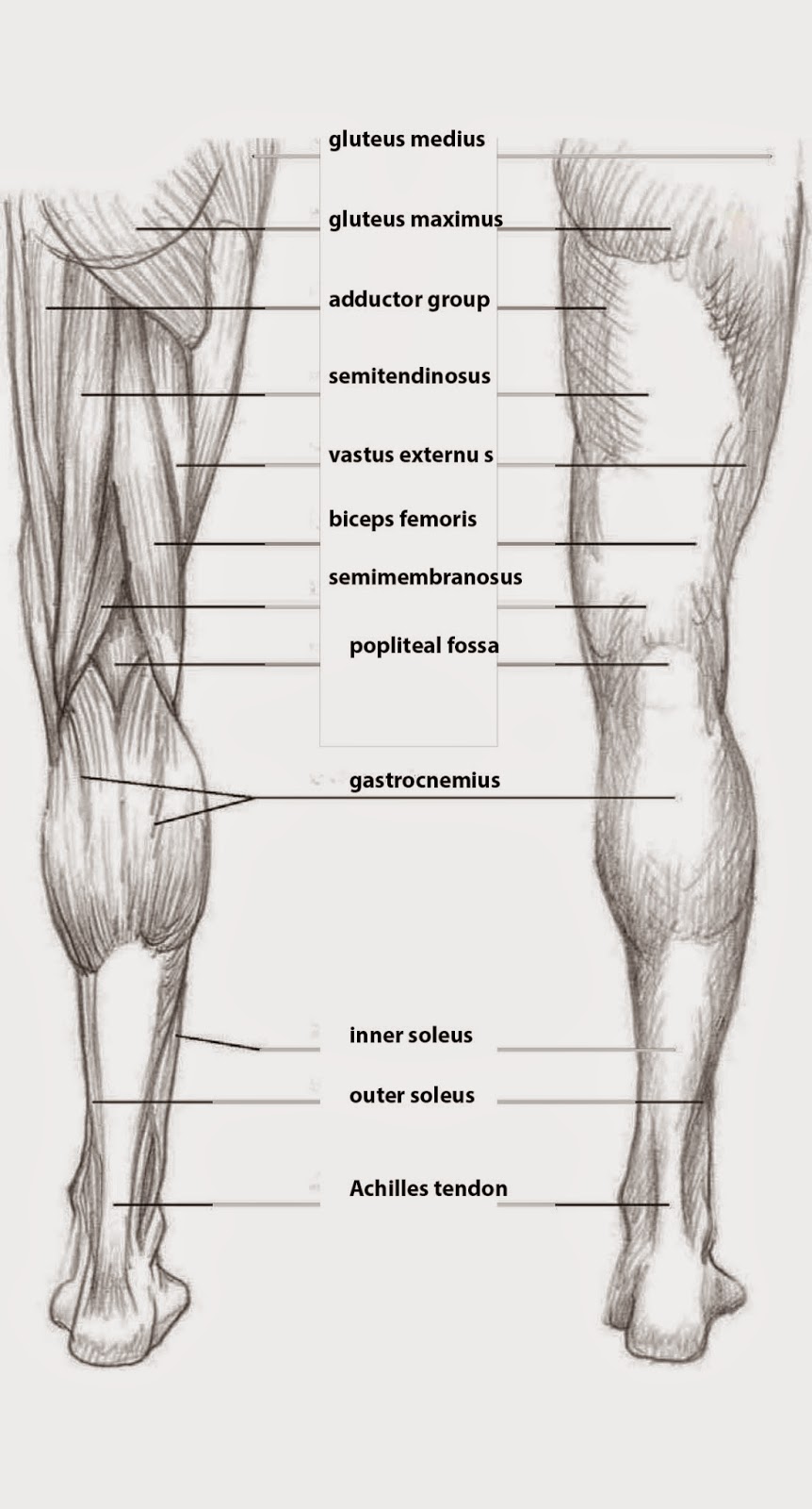 Drawings: SKETCHING THE LEG BACK VIEW