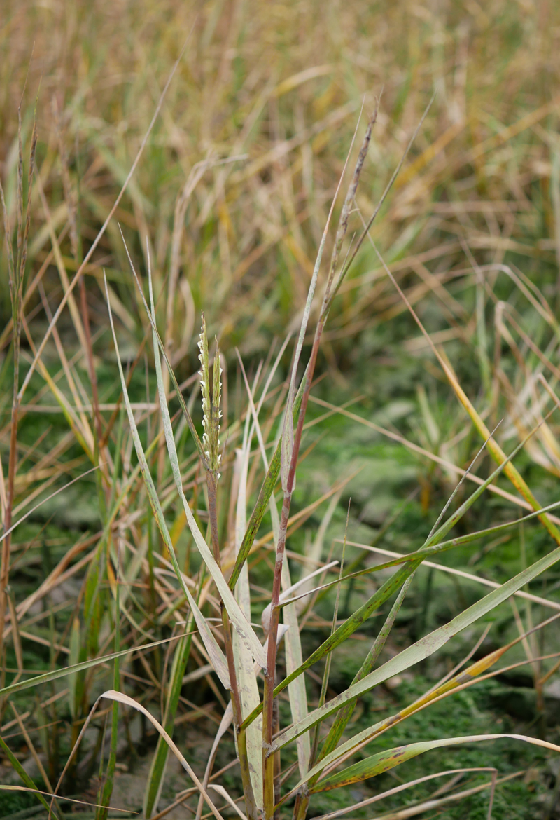 New Year Plant Hunt Day 4 Lower Rainham, Kent