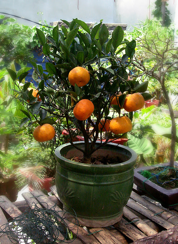FCU HOMESCHOOLING JOURNEY MY BONSAI MANDARIN LIME