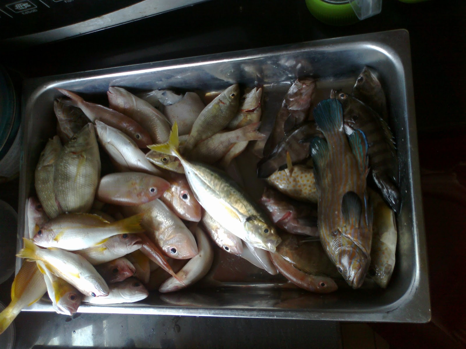 MEMERANG SUNGAI: Pantai Balok / Gebeng, Kuantan Ops 1 - Ikan Kerisi