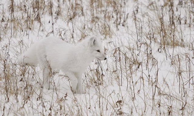 كيف تعيش الحيوانات في القطب الشمالي؟ Animal_adaptations_arctic_fox_winter