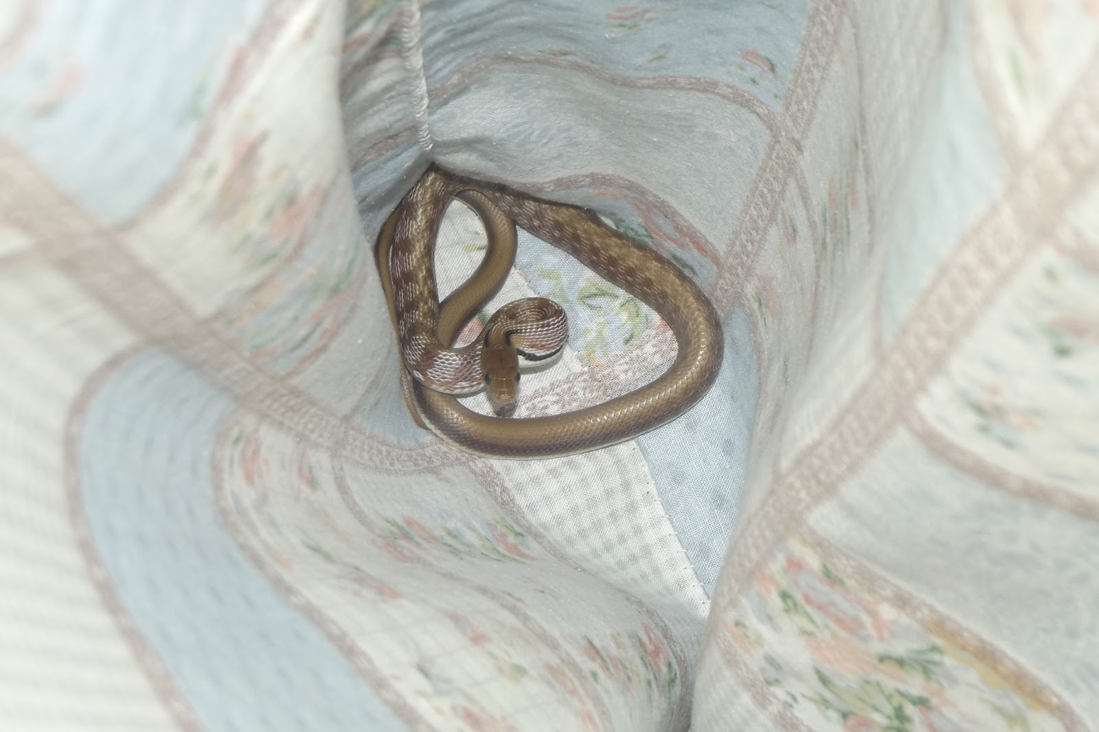 CHALLENGE Trinket Snake Rescue