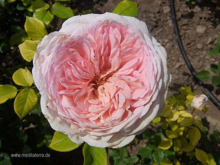 Kostenlose Rosenfotos Rosen Rot Rosa