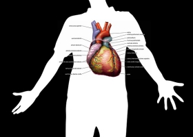 Heart structure. Heart structure.