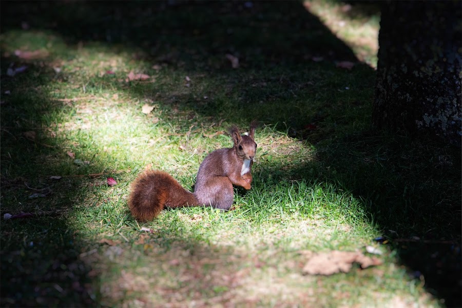 La Soria de Antonio Machado