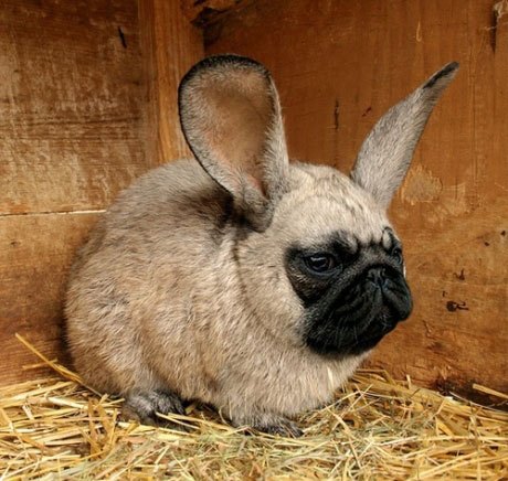 Photoshopped Animals