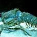 An amazing footage of a Lobster slowly removing its old shell