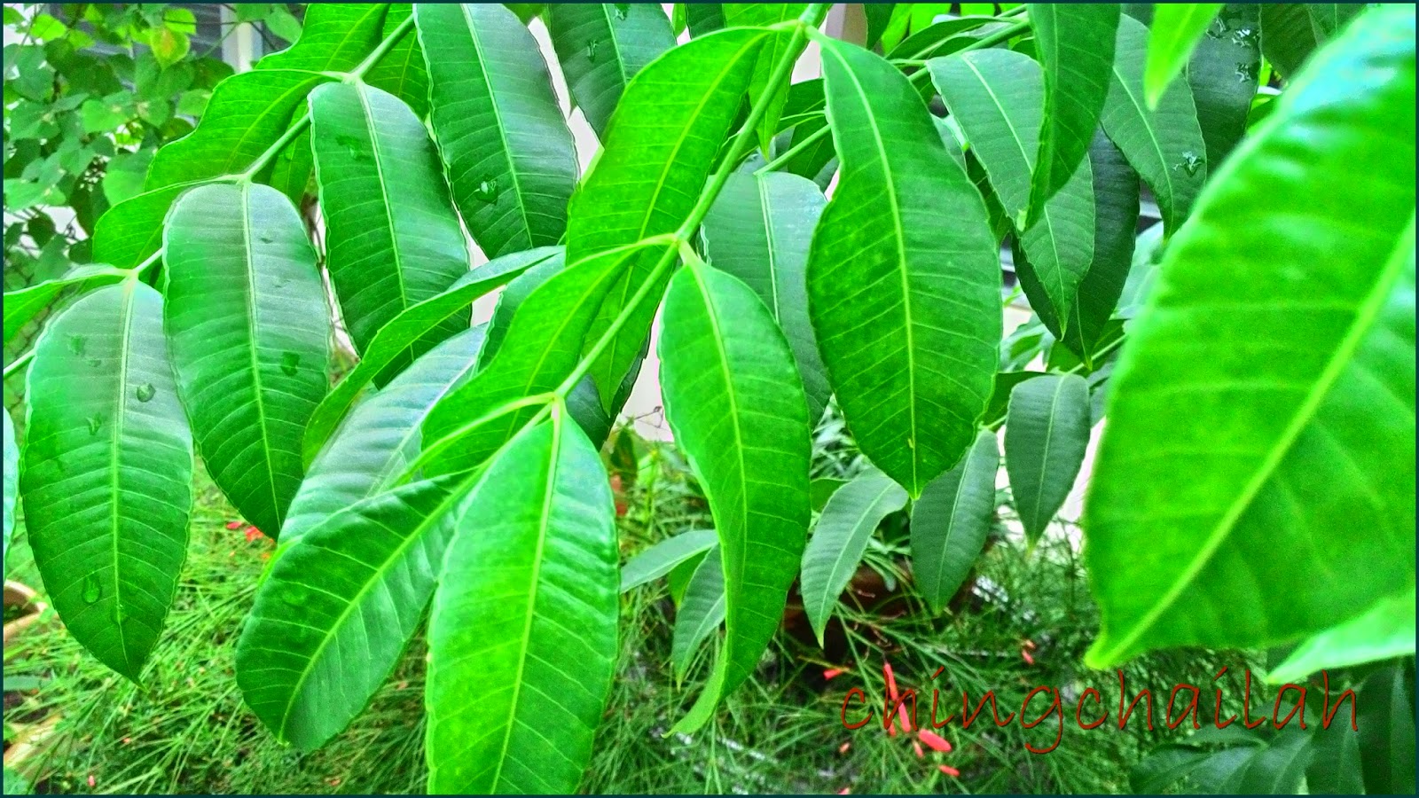 Simple Living In Nancy AMBARELLA FRUITS OR KEDONDONG (IN MALAY) AND