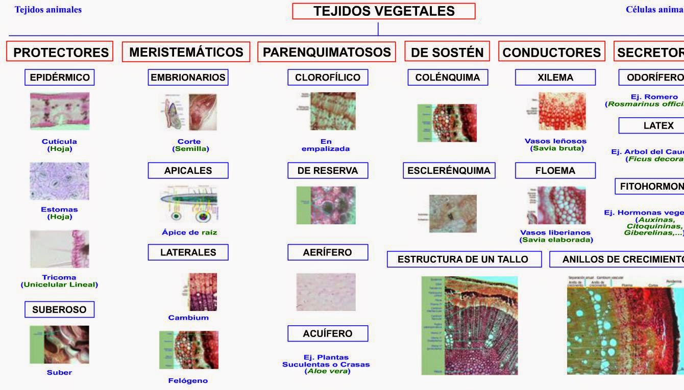 aulabiogeotoni: 1º BACHILLERATO. TEMA 12. TEJIDOS ANIMALES