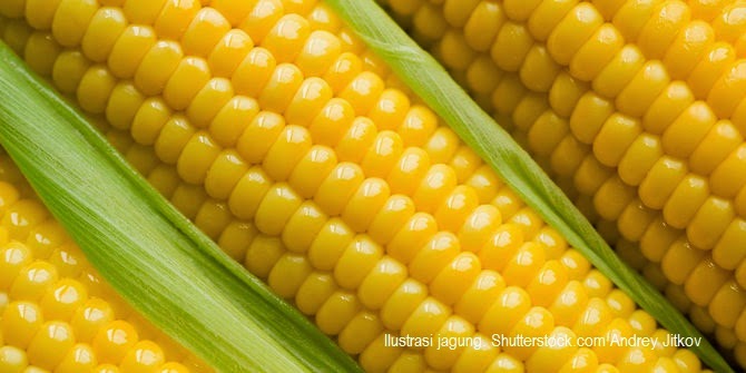 Jagung Manis Manfaat Jagung Manis