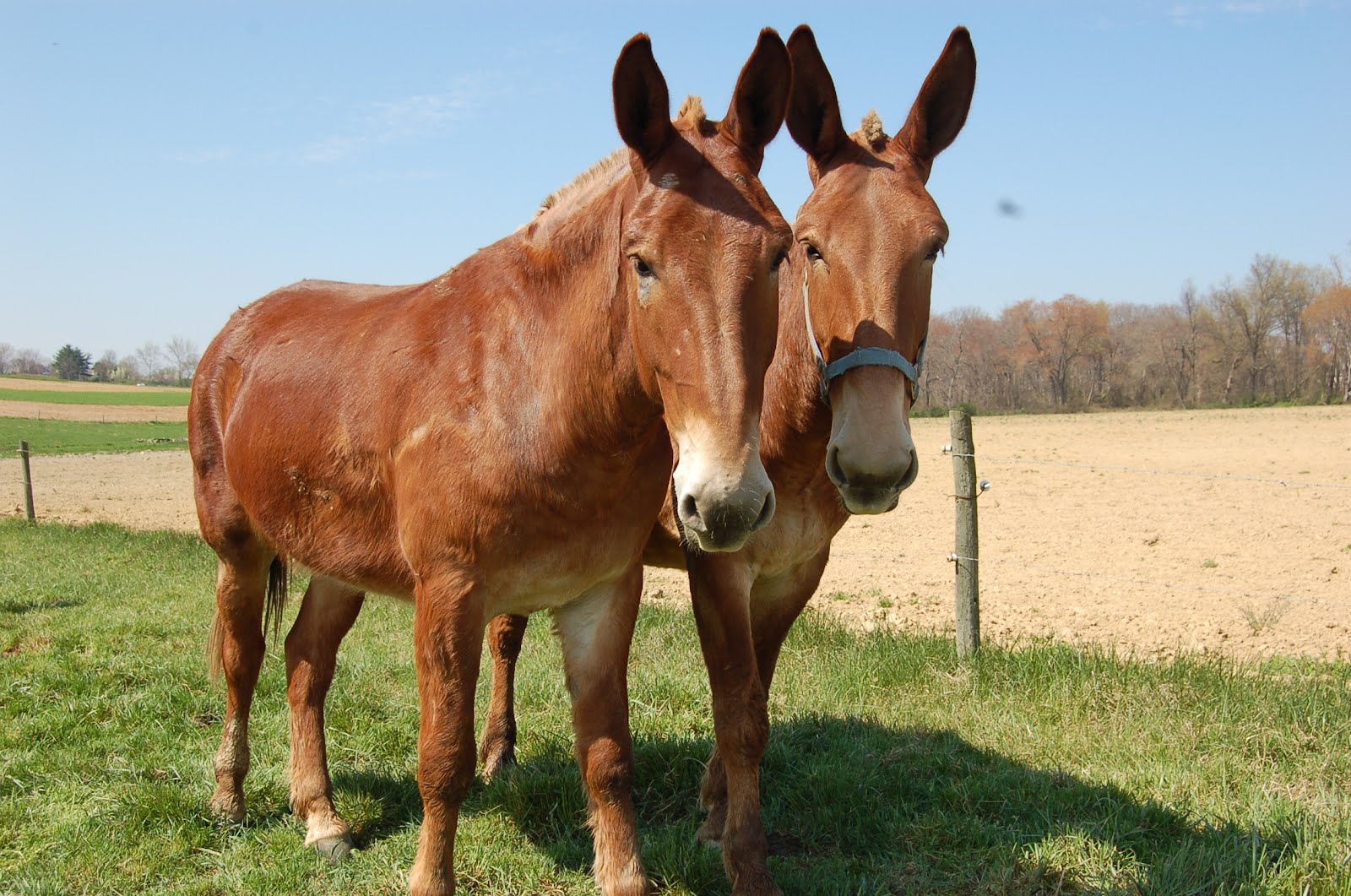 Life on the Funny Farm: Wordless Wednesday - Amish Mules