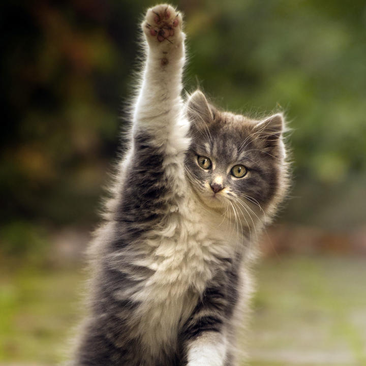 Cats Can Take Care Of Themselves Cats Can Take Care Of Themselves