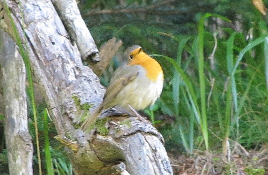 Rudzik zwyczajny, raszka (Erithacus rubecula).