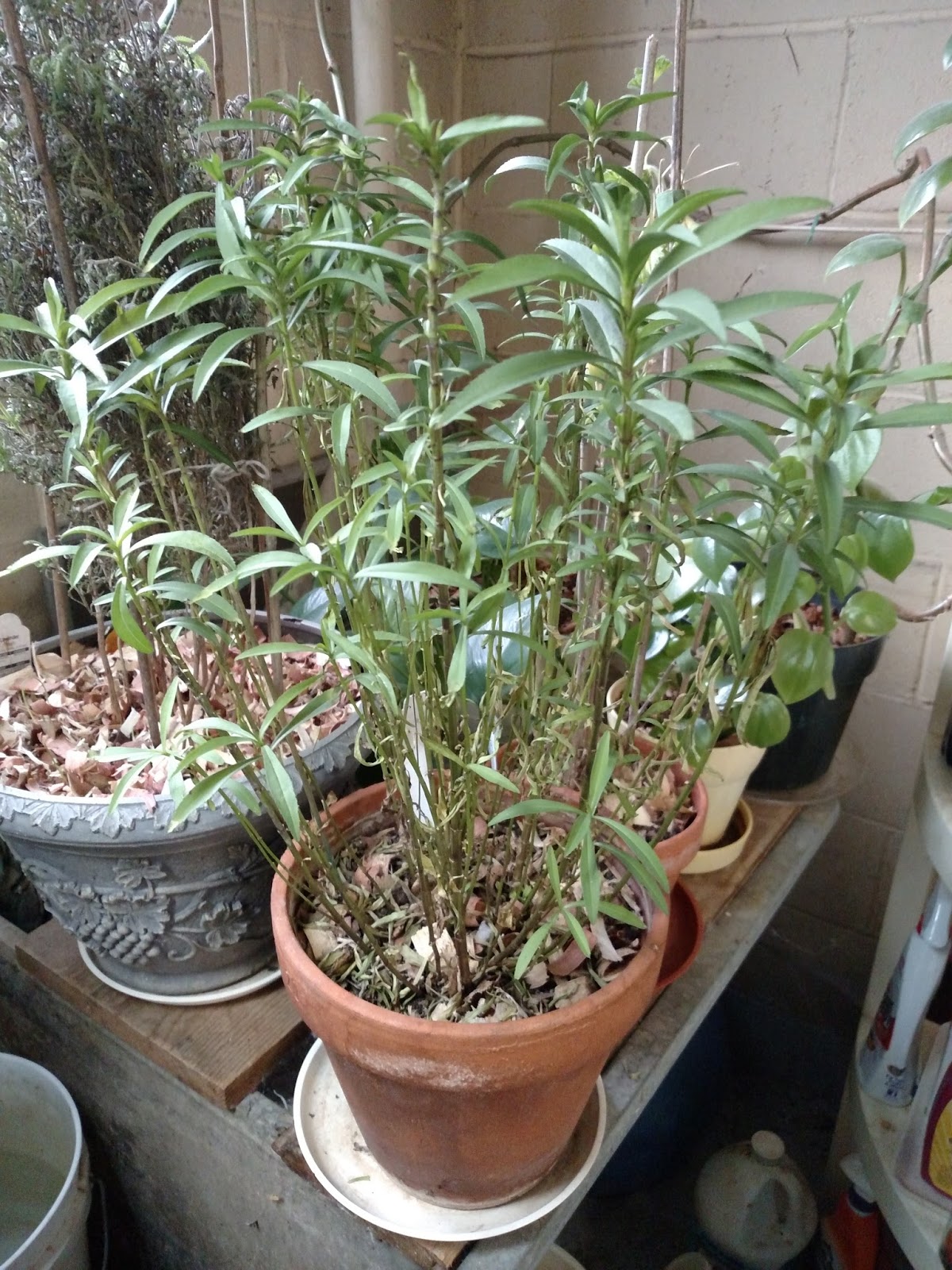 Lemon Verbena Lady's Herb Garden Texas Tarragon Will Work in Florida!