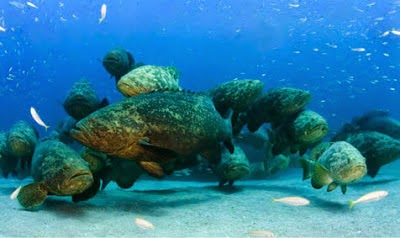 http://sciencythoughts.blogspot.co.uk/2012/10/to-cull-or-not-to-cull-goliath-grouper.html