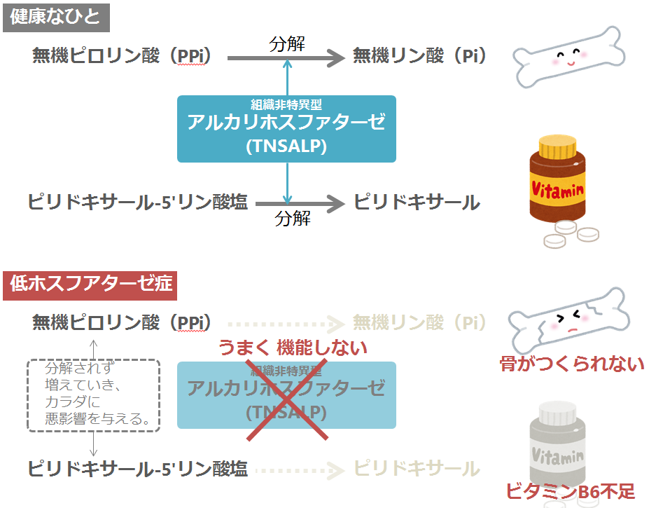 アルカリ ホスファターゼ