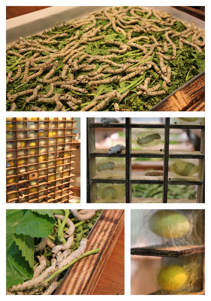 Silkworm Farm Visit