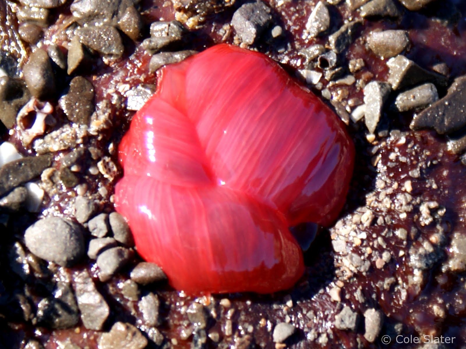 Cole's Trail Tales Bolinas Agate Beach & Duxbury Reef Tide Pools 2