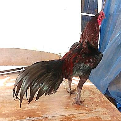 gambar ayam hitam thailand