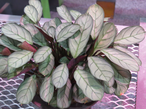 Calathea amagris
