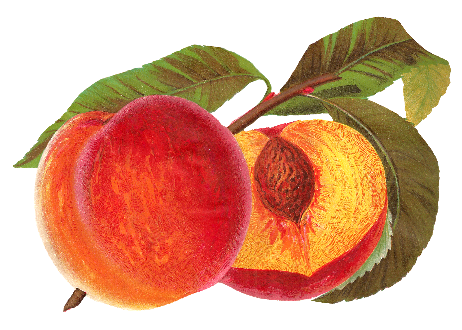 Antique Images Printable Peach Seed Catalog Artwork Vintage Fruit