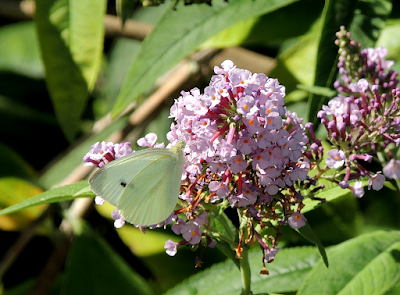 Pieris rapae sobre Buddleja davidii Pieris rapae sobre Buddleja davidii