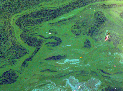 Cyanobacteria - 2,8 miliar tahun Cyanobacteria - 2,8 miliar tahun