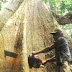 Acre começa 2012 como ‘baixo’ contribuidor para o desmatamento da Amazônia Legal