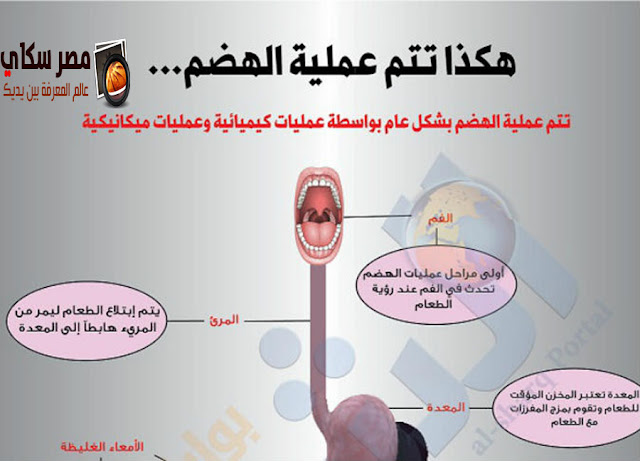 كيف تتم عملية الهضم - عملية تحويل الطعام  Digestion Process