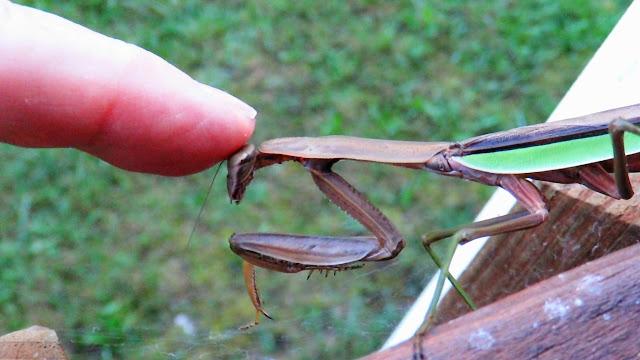 Petting A Praying Mantis