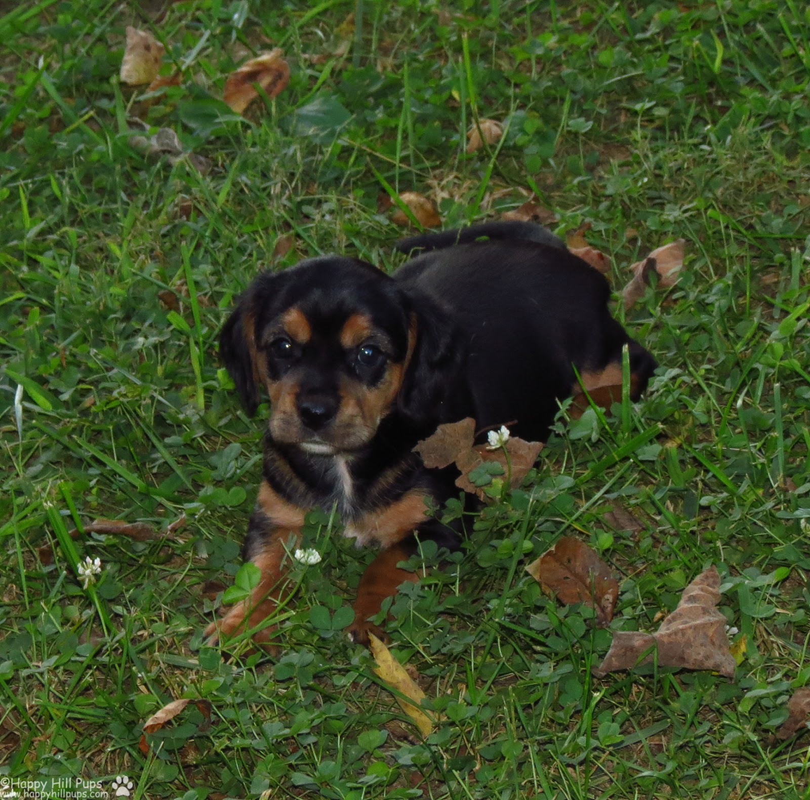 Happy Hill Beagliers Pepper's Puppies 39 Days Old