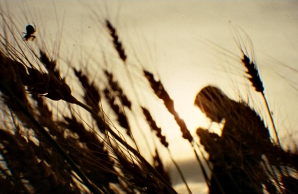 Cinematography| Roger Deakins - Jesse James