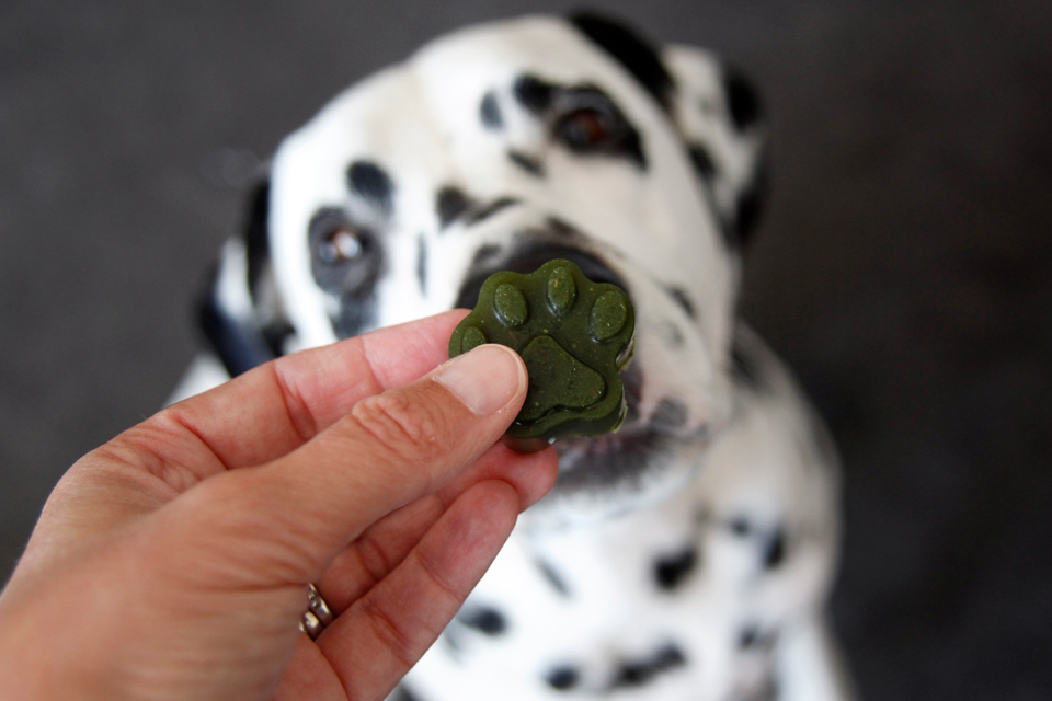 Dalmatian DIY {RECIPE} Naturally Green Kale and Herb Gummy Dog Treats