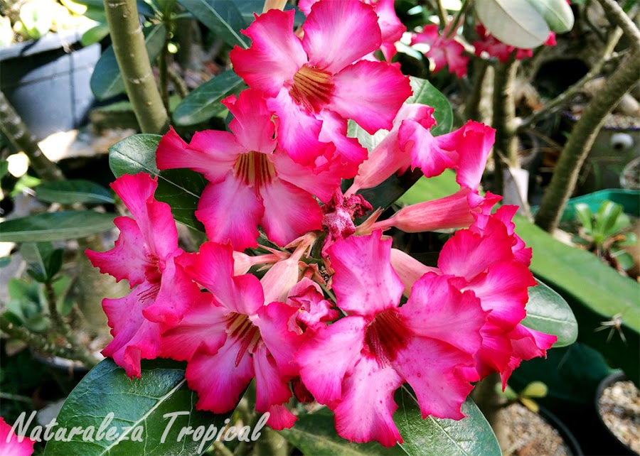Numerosas flores de la Rosa del Desierto, Adenium obesum