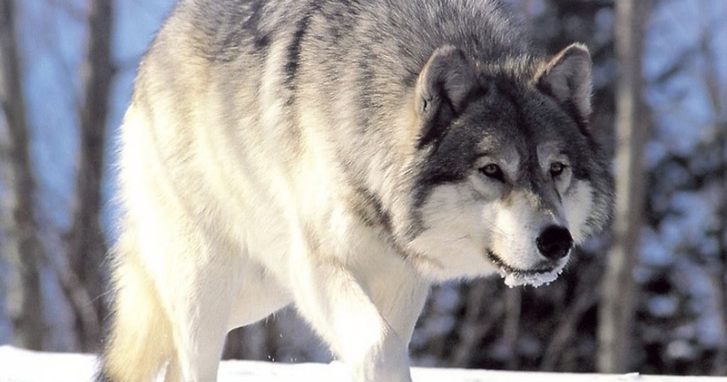 Abe's Animals Differences between gray wolves in North America, Eurasia, and North Africa