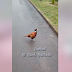 Burung Ini Iring Jenazah Ibu Hingga Ke Kubur