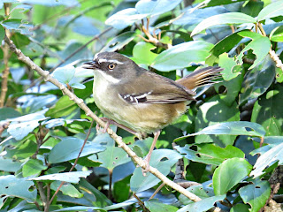 White-browed Scrubwren