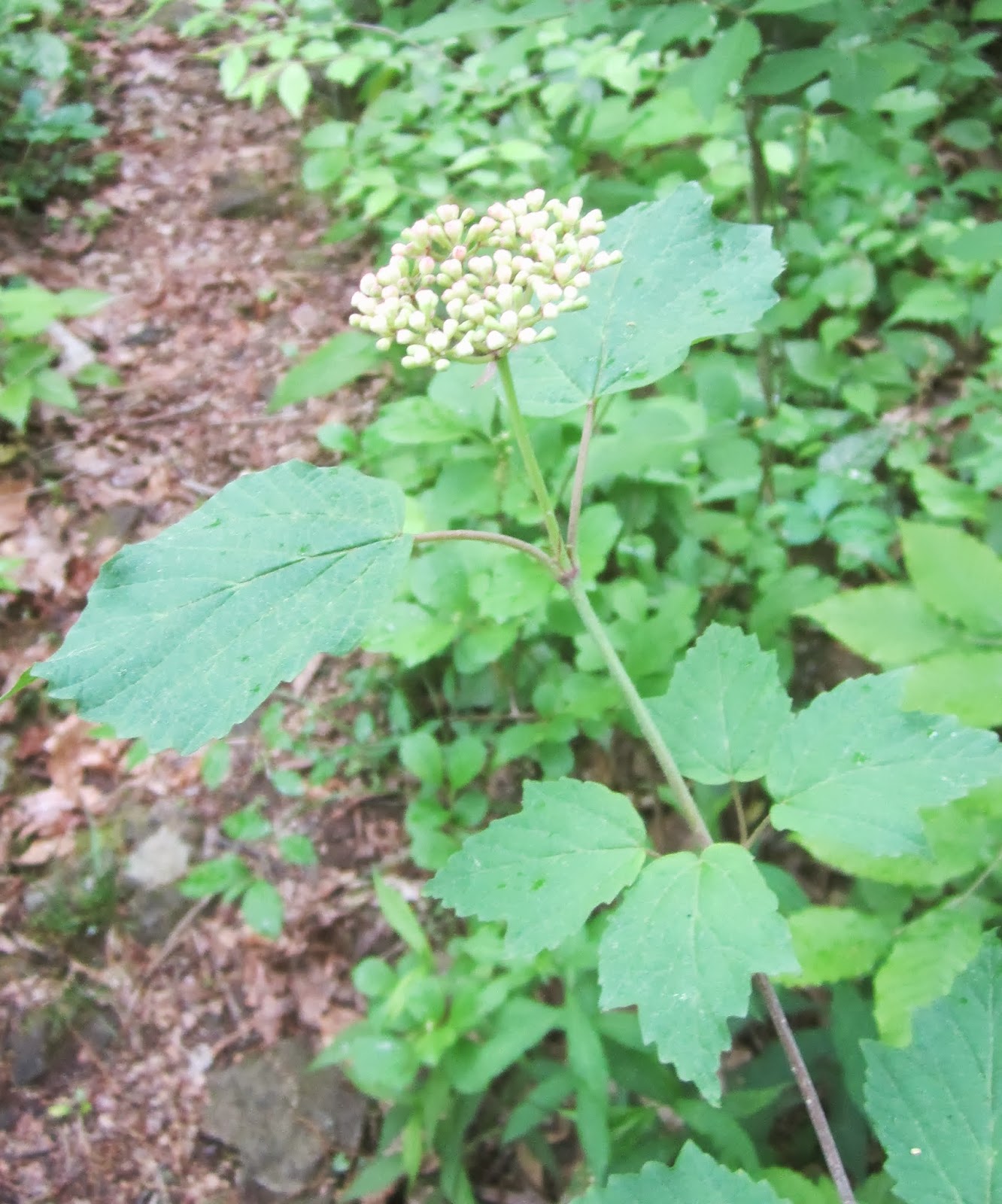 Princeton Nature Notes A Prerequiem for Viburnums