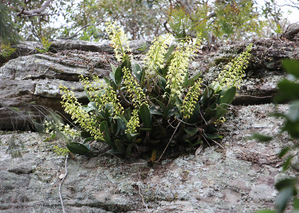 Dendrobium Speciosum Orchid Plant Care And Culture Travaldo S Blog