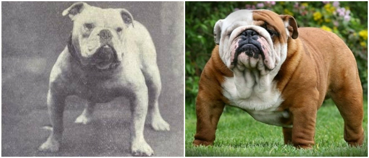 What Were The Original Breeds Of Dogs