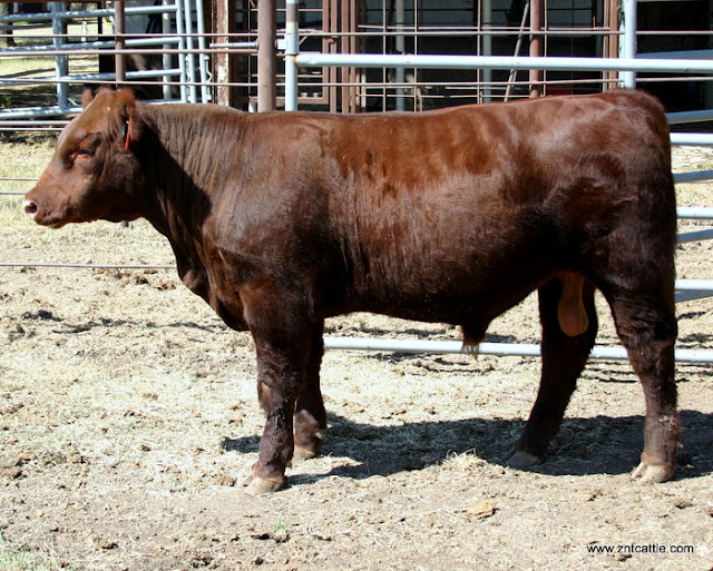 Z-N-T Cattle Co.: Yearling Solid Red PB Maine Bull For Sale