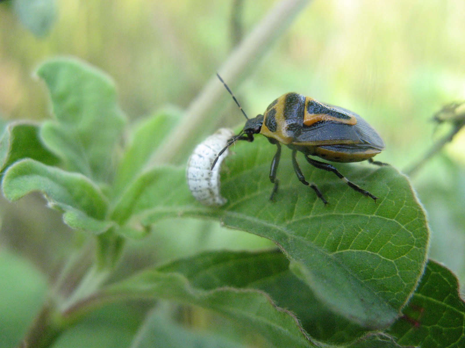 ENTOMOLOGICAL VIEW OF CONGRESS GRASS