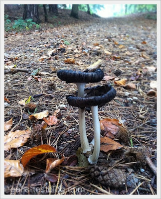 Pilze mitten auf dem Waldweg