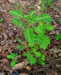 Manfaat Meniran http://manfaatnyasehat.blogspot.com/2016/05/khasiat-dan-manfaat-meniran.html