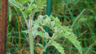 Fleurs de Tomate Allemande Dorée