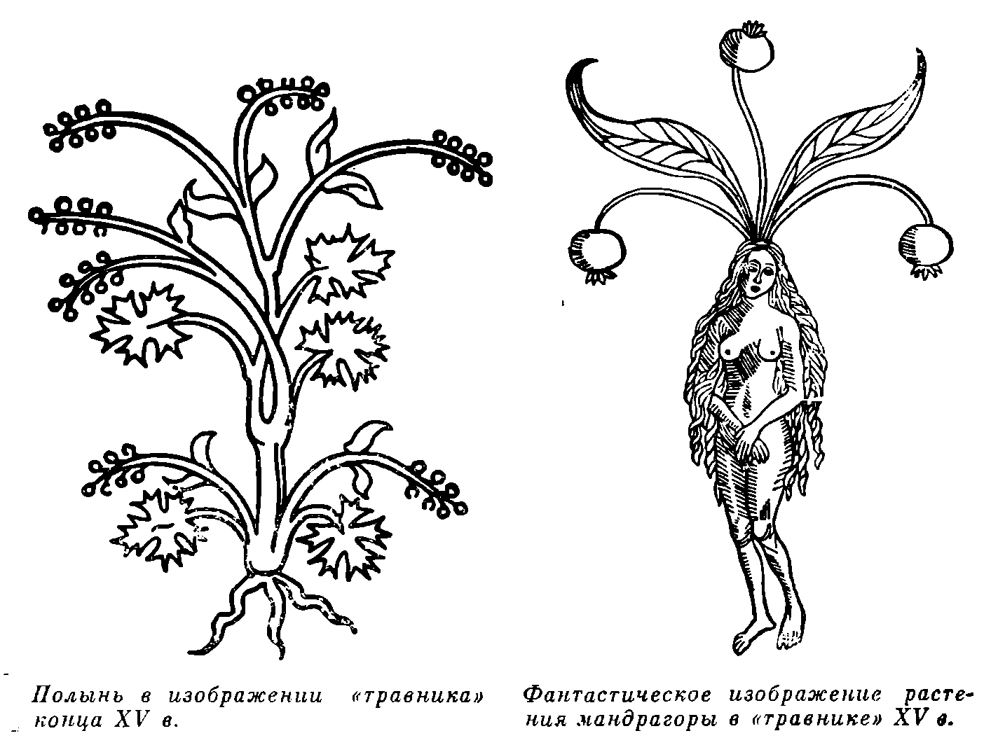 Древние ботаники. Мандрагора гравюра. Мандрагора рисунок. Гравюра ботаника.